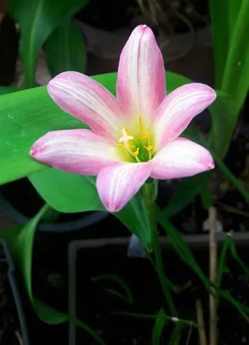 Zephyranthes