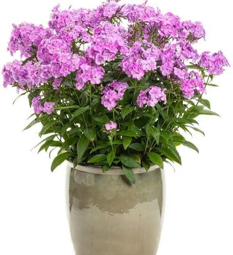 Spreading phlox