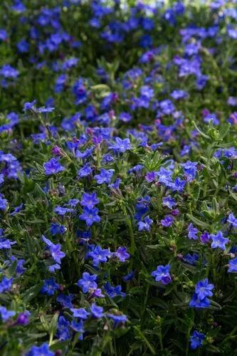 Scrambling Gromwell