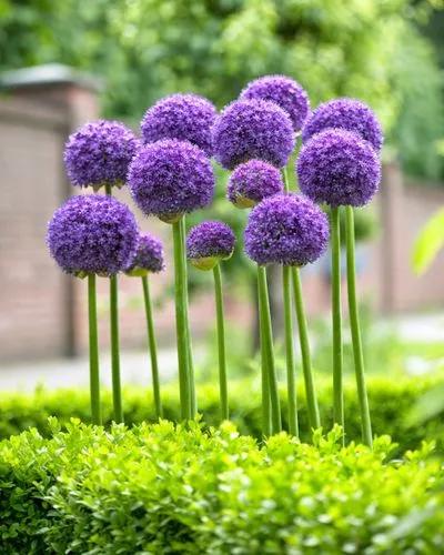 Gladiator Allium