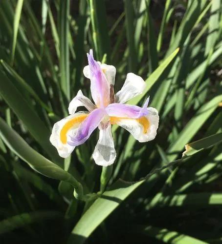 African Iris