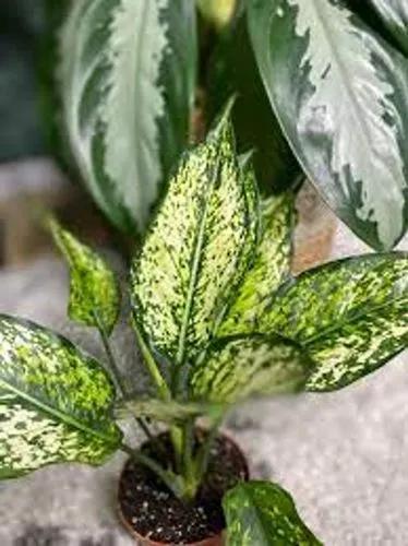 Aglaonema First Diamond Spring Snow’