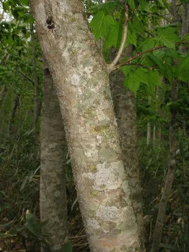 Pointed-leaf Maple