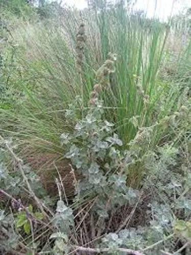 White Horehound