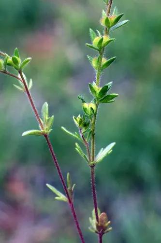 Spring Speedwell