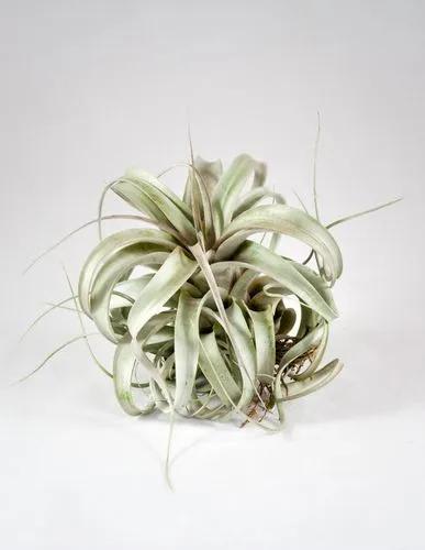 Air Plant