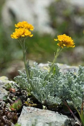 Grey Ragwort