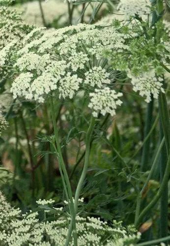 Trachyspermum
