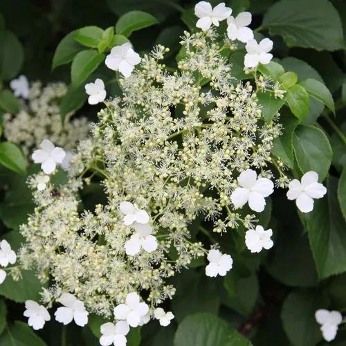 Japanese Climbing Hydrangea