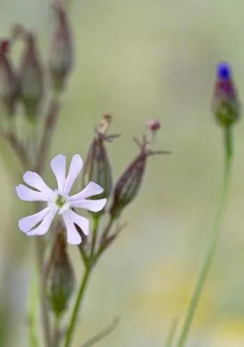 Night Catchfly