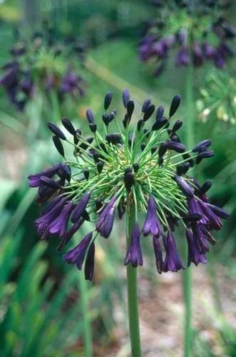 Agapanthus Inapertus