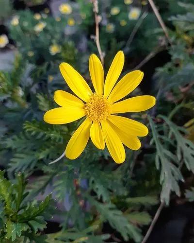 Euryops Chrysanthemoides