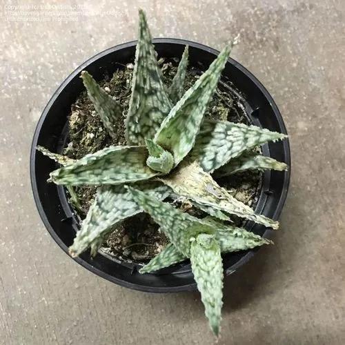 Aloe Blizzard