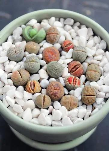 Pebble plants