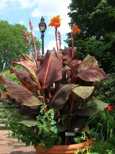 Tropicanna Black Canna Lily