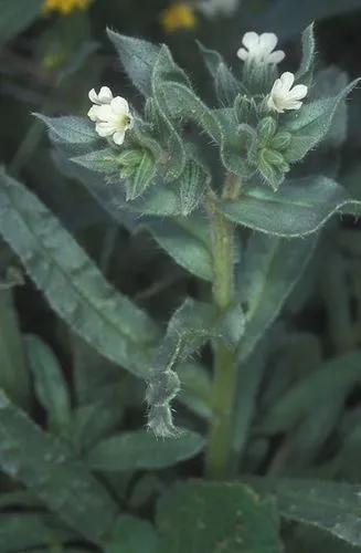 Monkswort