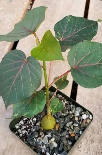 Petiolate fig