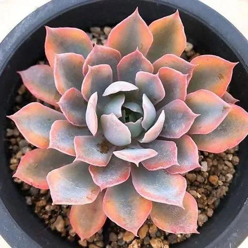 Echeveria 'Blue Heron'