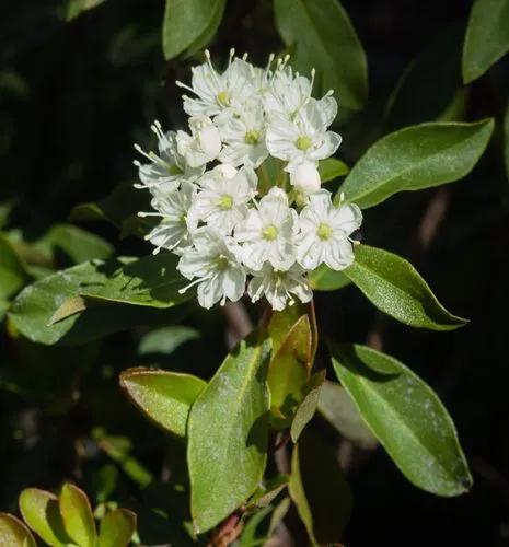 Western Labrador-tea