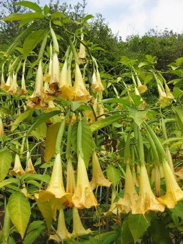 Brugmansia Versicolor