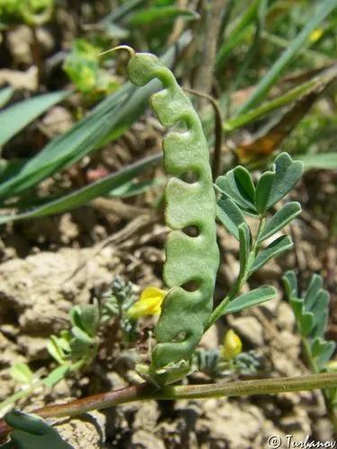 Hippocrepis Biflora
