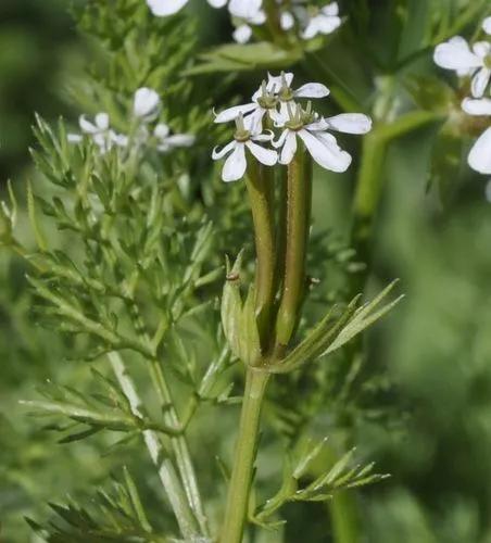 Shepherd'S-Needle