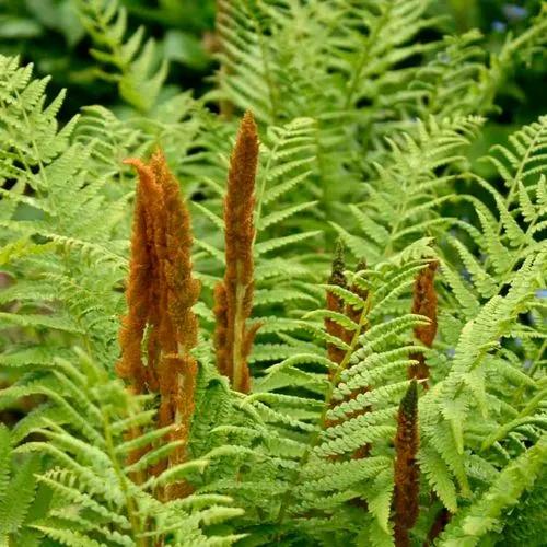 Rainbow Fern