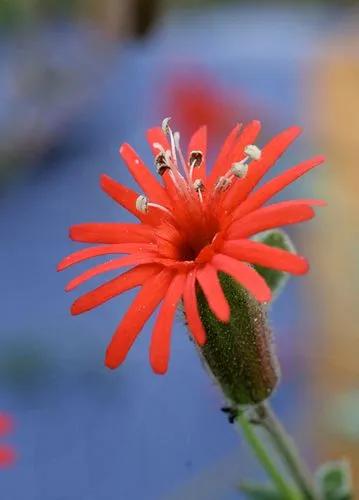 Silene Laciniata