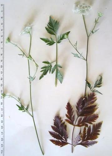 Spreading Hedge-parsley