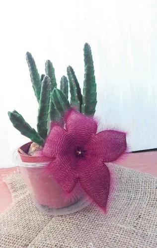 Starfish Flower