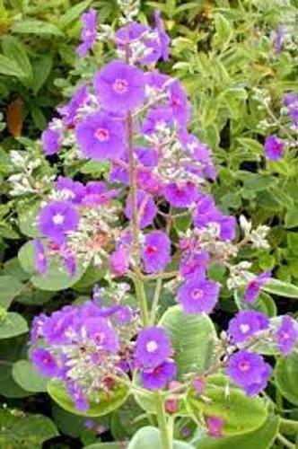 Tibouchina Heteromalla