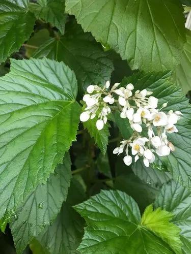 Grapeleaves Begonia