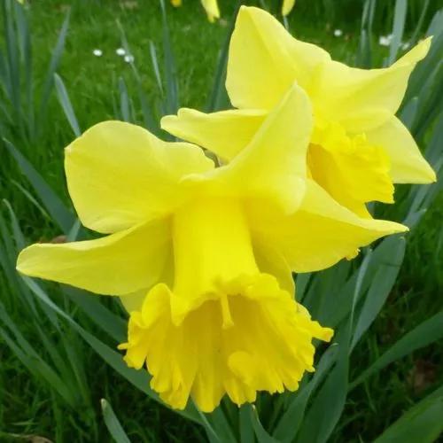 Carlton Daffodil