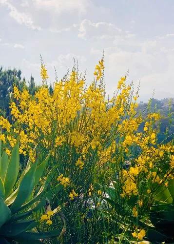 Spanish Broom