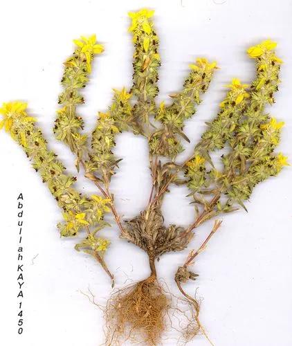 Mountain Ironwort