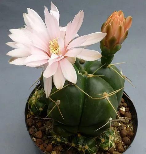 Gymnocalycium Horstii