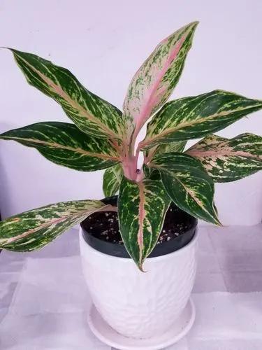 Aglaonema Sparkling Sarah