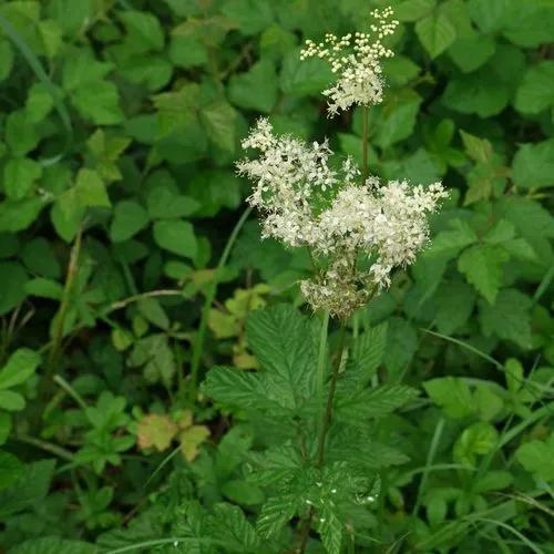 Meadowsweet