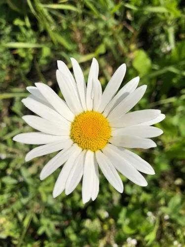 Anthemis Plutonia