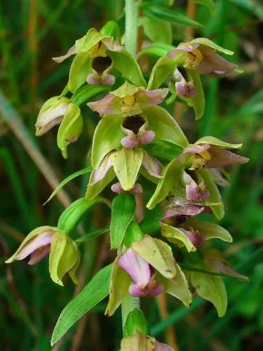 Epipactis Helleborine