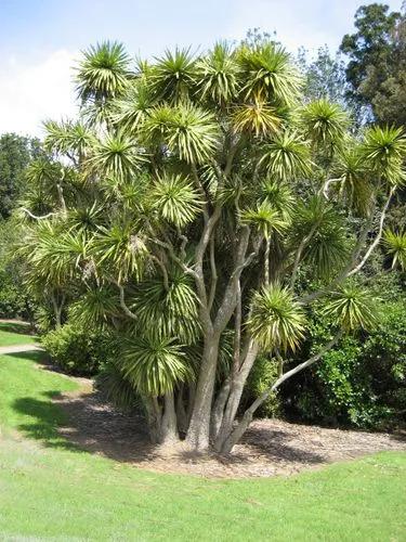 Cordyline Australis