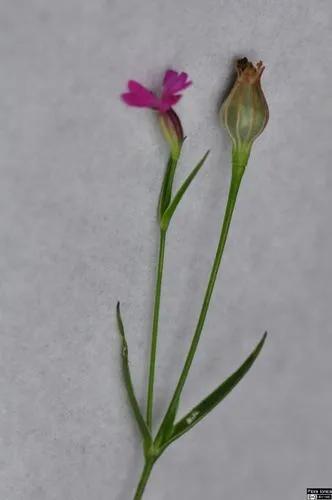 Kretenzische Catchfly