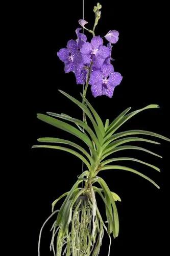 Vanda