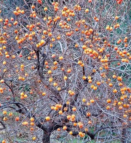 Oriental Persimmon