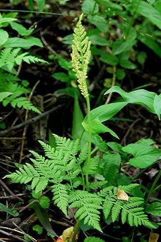 Rattlesnake Fern