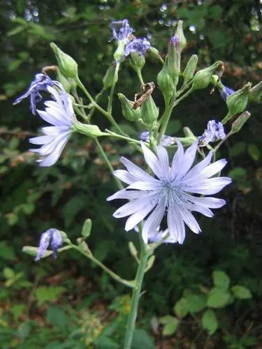 Lactuca Plumieri