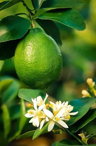 Bearss Seedless Lime Tree