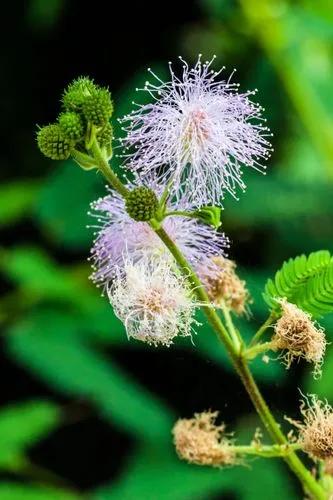 Mimosa Polycarpa