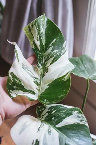 Monstera Borsigiana Variegata