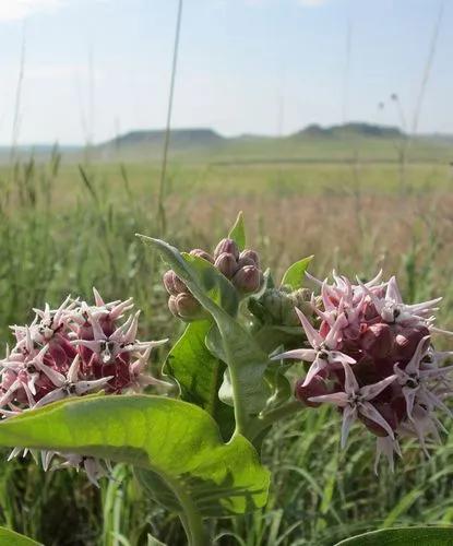 Showy Milkweed